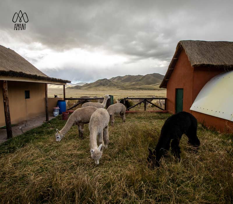 Opportunities with Wool: A Path to Development