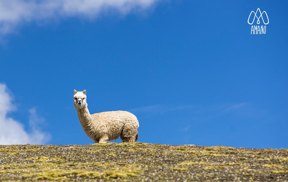 alpaca sierra